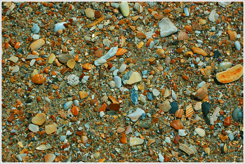 macro beach seashells