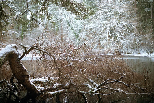 snow forest 50mm pond kodak f14 olympus portra om4 400vc spanaway bresemann