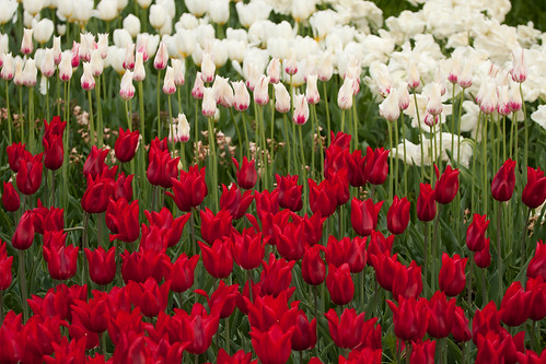 flowers red white colors tulips