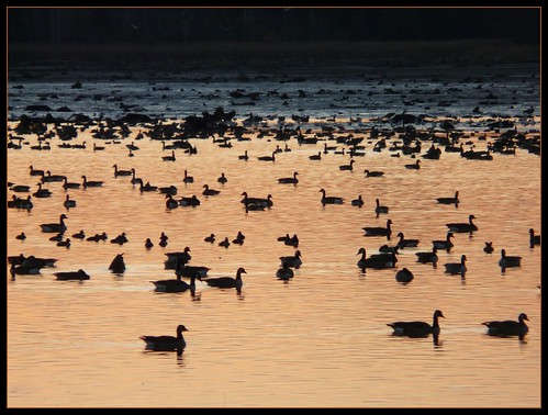sunset lake ontario canada birds lago geese tramonto goose uccelli waterloo