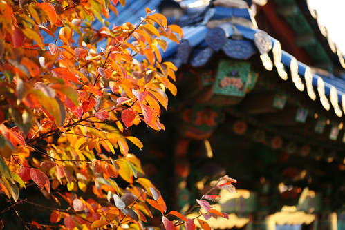 autumn fall sunrise temple asia korea 5d southkorea suwon 수원 한국 autumnlight canoneos5d eos5d ef85mmf18usm