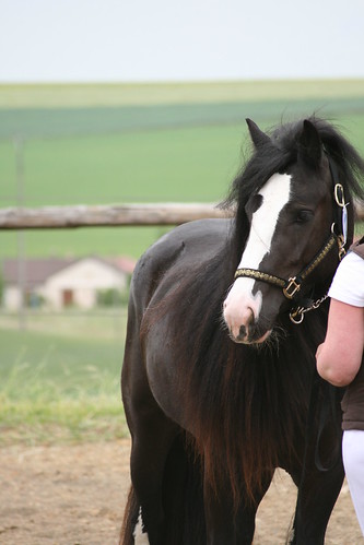 10 300views 300 concours tinker aube champagneardenne gypsyvanner gypsycob over300views domaineduvallon mesnilvallon