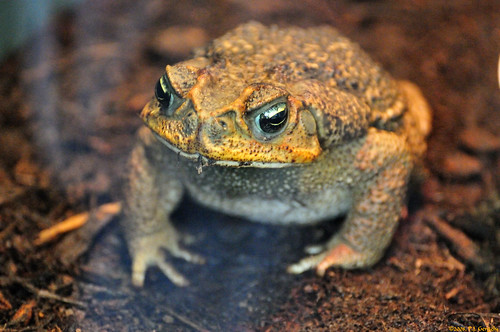 canada geotagged toads newbrunswick moncton vob magnetichillzoo grouptags impressedbeauty allrightsreserved©drgnmastrpjg rawjpg geo:lat=4613759 geo:lon=64884868 ©pjgergelyallrightsreserved