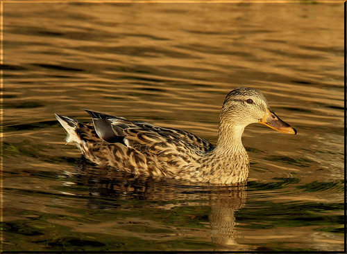 sunset nature ducks specanimal