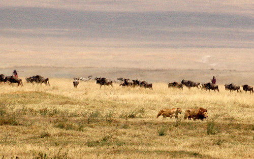 africa animals tanzania nikon wildlife personas ngorongoro peoples explore lions animales savannah leones maasaipeople platinumphoto goldstaraward ñues