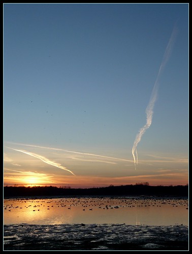 sunset sky ontario canada tramonto uccelli waterloo cielobirds