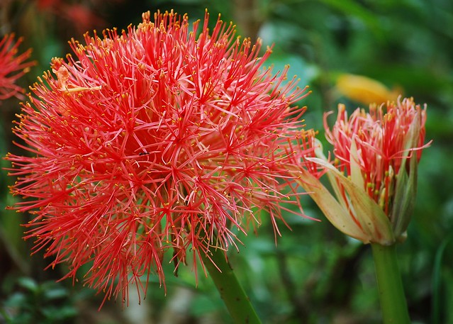 Photo: African blood lily