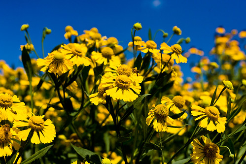 sunlight colors yellow canon virginia flickr unitedstates bees blooms mountvernon smugmug canoneos5d googlephotos dignoscentia pubrp