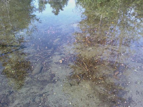 Salmon Hatchery pond