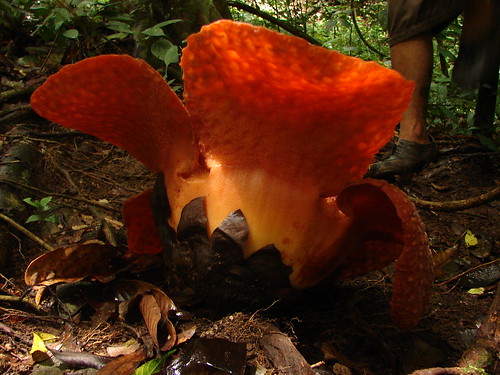 sumatra rafflesia micropylora ketembe