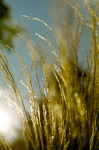 light sun canada film grass golden weeds edmonton asahi pentax takumar super sp alberta flare spotmatic 100 agfa polarizer ultra glint universityofalberta 11450mm