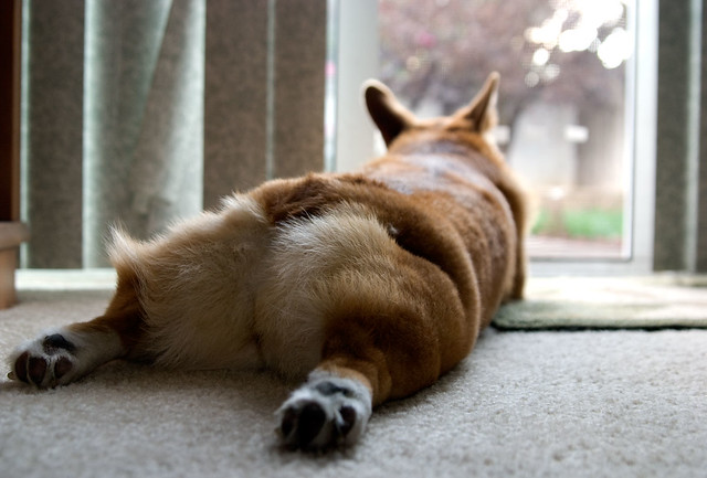 Corgi Butts - A Gallery On Flickr-5409