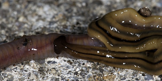 Planarian Dissolves Its Earthworm Meal