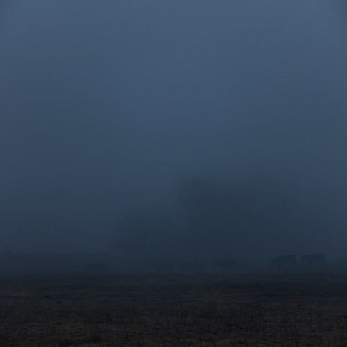 blue winter fog night rural dark landscape evening cattle cows dusk farm indiana pasture agriculture smalltown boonecounty img0721jpg