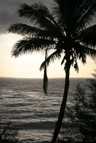 ocean usa tree sunrise palm hawai‘i hilo pacifc