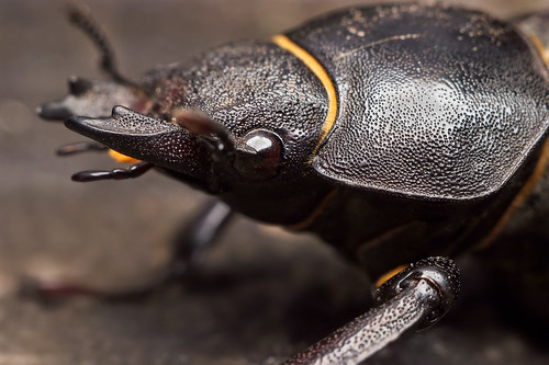 macro insect beetle makro coleoptera pn11extensiontube sb400 fujifilms5pro nikkorgn45mmf28