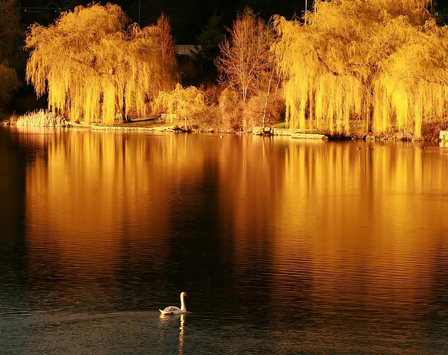 On golden pond