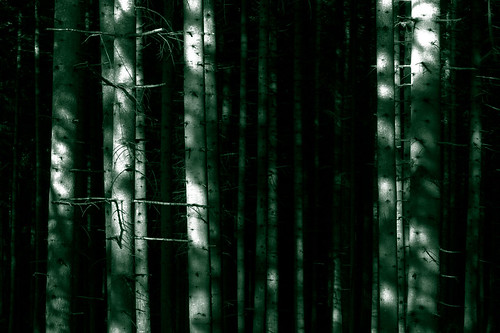 trees pine forest sweden duotone sverige hdr omberg östergötland canon50mmf14usm johanklovsjö