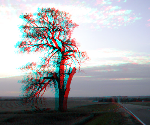 road tree stereoscopic stereophoto 3d anaglyphs redcyan 3dimages 3dphoto 3dphotos 3dpictures stereopicture