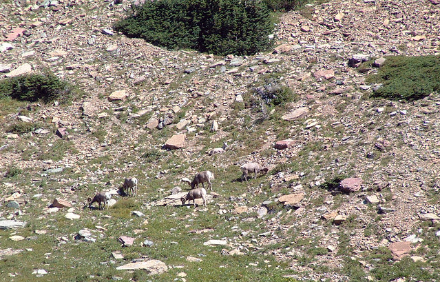 Bighorn sheep, Logan Pass, Glacier National Park