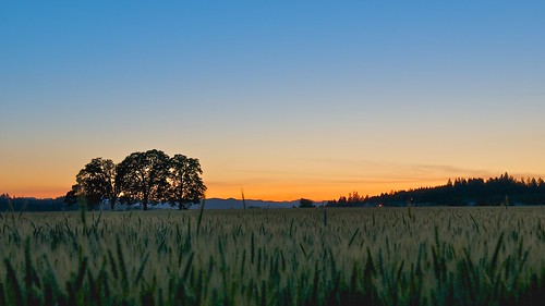 sunset field oregon farm 1755mmf28g agriculture