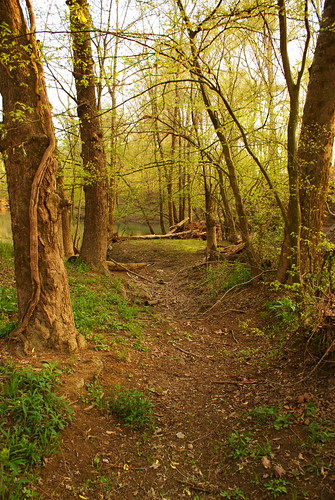 trees green tn trail pathway