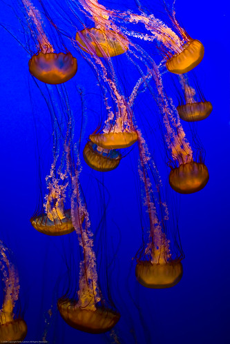 blue school orange fish beautiful aquarium monterey amazing jellies jellyfish tank deep vivid montereybayaquarium jelly mystical graceful soe seanettlejelly