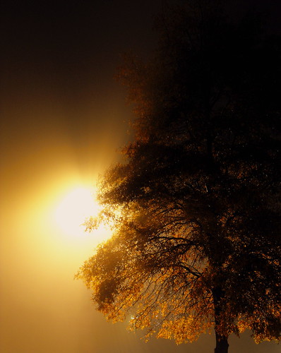 light orange mist tree fall leaves fog amber shine bright branches rays silhoutte closeencounters beams greeneyephoto