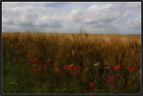 france nature landscape champs agriculture paysage coquelicot beauce blé loiret naturewatcher epiedsenbeauce