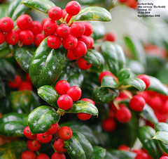 Small, multi-trunked tree or shrub
Cupped, dark green, shiny leaves
One spine at tip of leaf
Large red berries