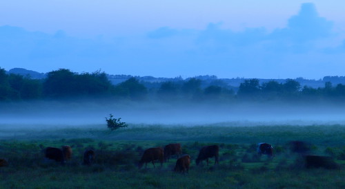 blue mist landscape denmark cows olympus dk danmark dis blå twillight tåge landskab e510 tusmørke køer hjeds