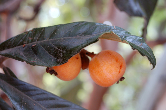 Loquats by Eve Fox copyright 2008