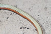 <a href="http://www.flickr.com/photos/pseudolapiz/2863312712/">Photo of Amphiesma miyajimae by pseudolapiz</a>