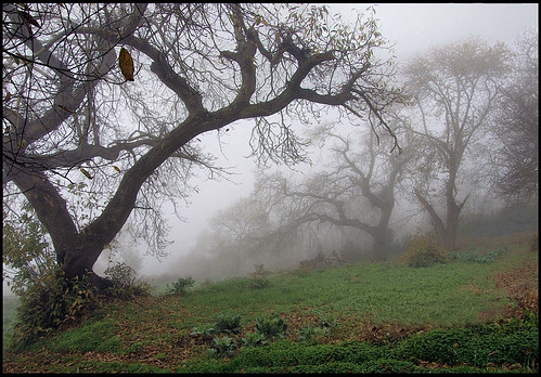 fog rural landscape paisaje canarias tenerife canary teneriffa niebla castaños lamatanza tenerifa lavica medianias shining☆star