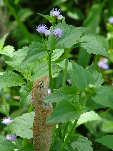 flowers flower nature animal animals thailand reptile lizard lizards gardenfencelizard