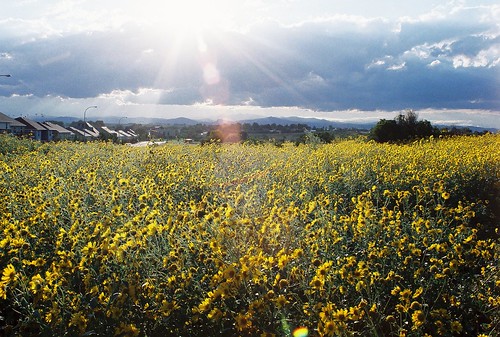 mountain flower field yellow colorado
