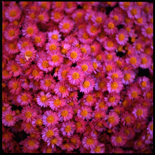 dome chrysanthemum (HASSELBLAD 500C/M)