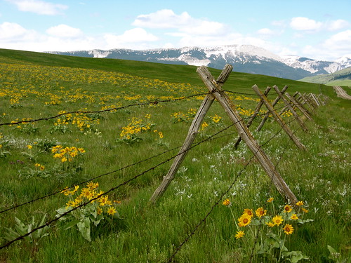 flowers snow mountains scenery montana scenic fences rockymountains