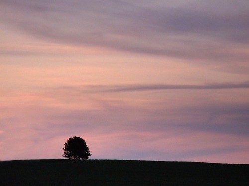 sunset sky tree silhouette clouds germany geotagged nordrheinwestfalen morsbach friendlychallenges geo:lat=50570701 geo:lon=6431303 139kmtomorsbachinnordrh