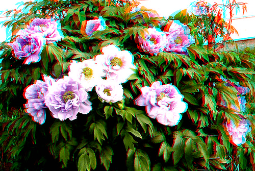 plant flower stereoscopic 3d spring anaglyph anaglyphs redcyan 3dimages 3dphoto 3dphotos 3dpictures stereopicture