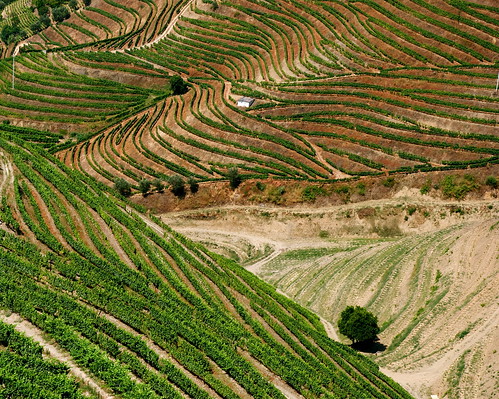 Douro Valley in Portugal