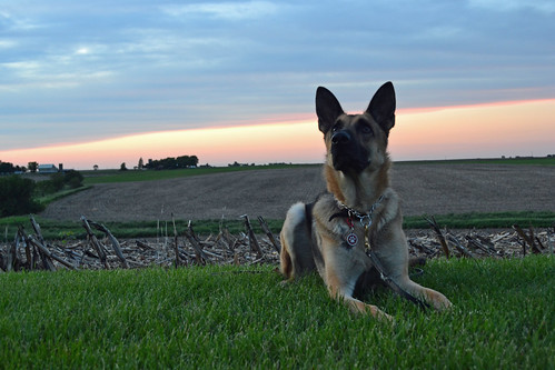 sunset dogs morgan germanshepherd