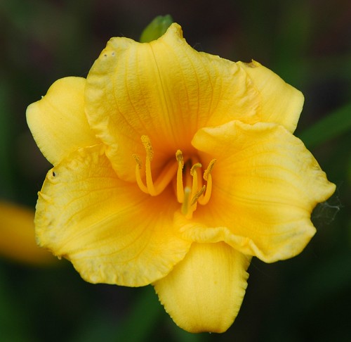 flowers flower color yellow garden flora daylilly flowergarden stelladoro horwath rayhorwath mygearandmepremium