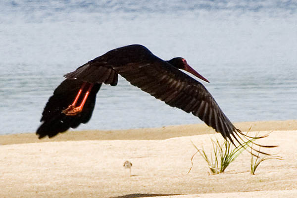 Photograph titled 'Black Stork'