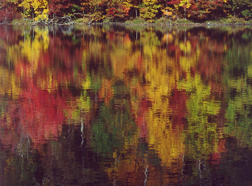 autumn leaves landscape fallcolors