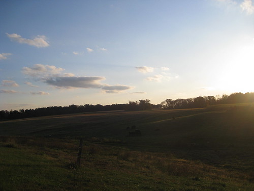 sunset cows bluesky fields rollinghills