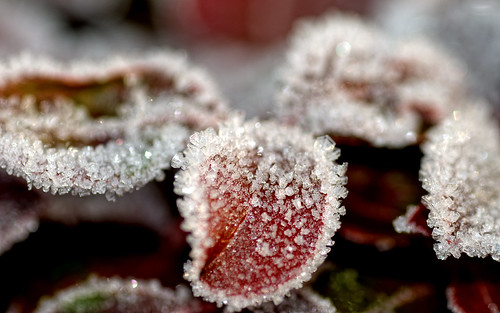 desktop winter plant macro ice nature leaves catchycolors nikon frost background widescreen 1600 foliage tamron 90mm d300 2560 coloreffects niksoftware highscoreme