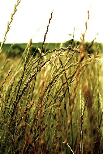 sunset macro field contrast gold high glare wheat photographers sharp grains