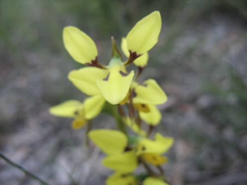 orchid yellow spring native australian donkey views100 views200 views75 epiphytotic