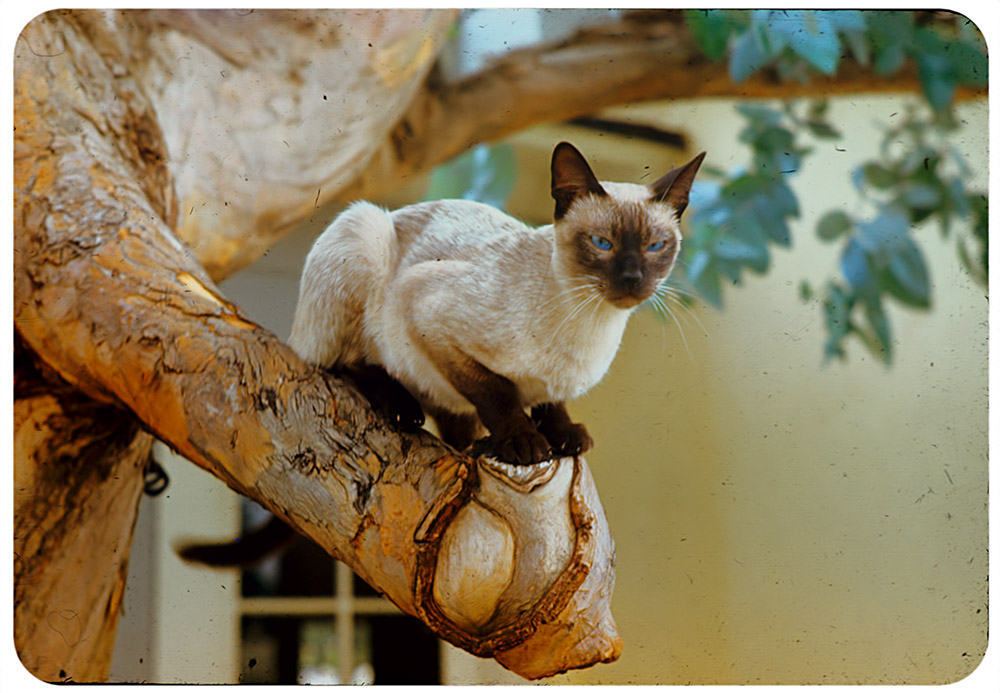Honky Cat - Taken Between 1949 and 1952